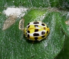 Psyllobora variegata