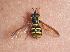 Chrysotoxum