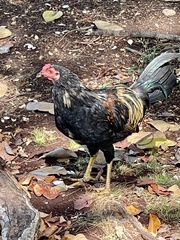 Gallus gallus domesticus