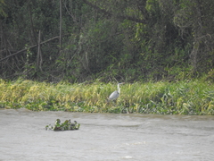 Ardea cocoi