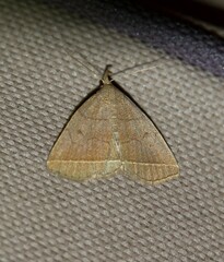 Zanclognatha obscuripennis