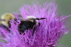 Bombus bimaculatus