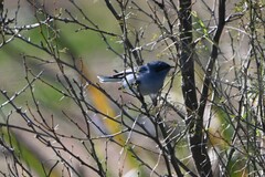 Polioptila dumicola