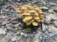 Desarmillaria