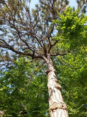 Pinus nigra