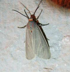 Pygarctia pterygostigma