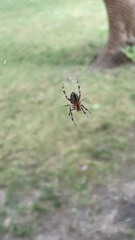 Araneidae