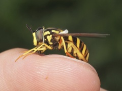 Chrysotoxum