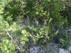 Salvia pentstemonoides