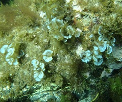 Padina pavonica