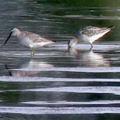 Calidris himantopus