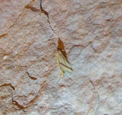 Microtheoris vibicalis