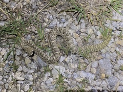 Crotalus atrox