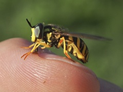 Chrysotoxum