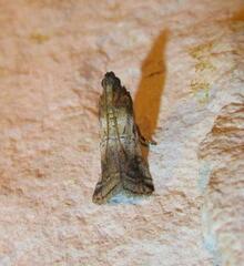 Chararica hystriculella