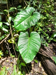 Philodendron