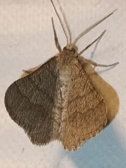 Isturgia murinaria