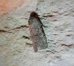 Sympistis sectilis