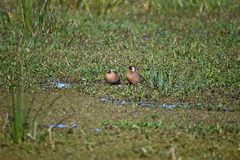 Amazonetta brasiliensis