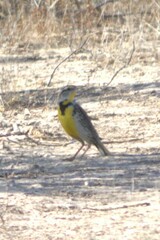 Sturnella magna lilianae