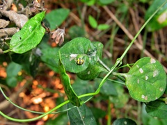 Psyllobora variegata