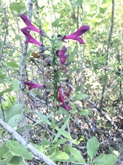 Salvia pentstemonoides
