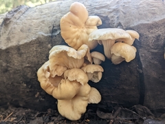 Pleurotus populinus