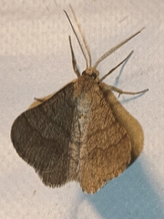 Isturgia murinaria