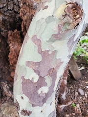 Platanus wrightii