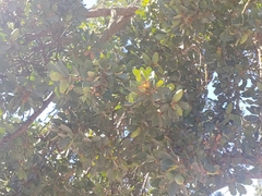 Quercus douglasii