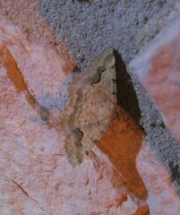 Frederickia s-signata