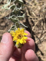 Heterotheca hirsutissima