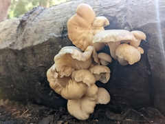 Pleurotus populinus