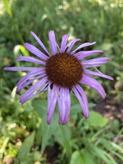 Erigeron speciosus