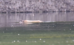 Ondatra zibethicus