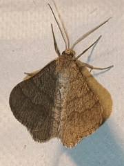 Isturgia murinaria