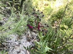 Salvia pentstemonoides