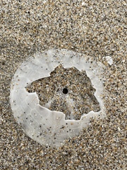 Dendraster excentricus