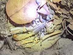 Paruroctonus silvestrii