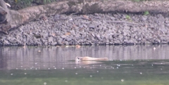 Ondatra zibethicus