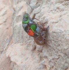 Hemisciera maculipennis