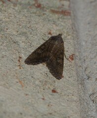 Condica sutor