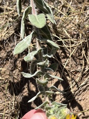 Heterotheca hirsutissima