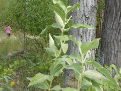 Asclepias speciosa