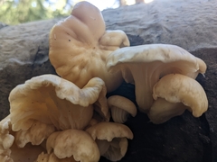 Pleurotus populinus