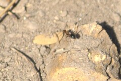 Endiodioctes