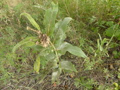 Asclepias speciosa