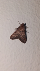 Bostra obsoletalis
