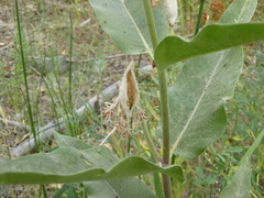 Asclepias speciosa