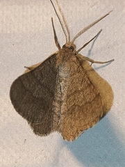 Isturgia murinaria